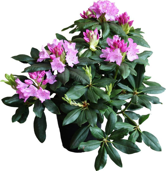 Rhododendron Verve pink 2 l