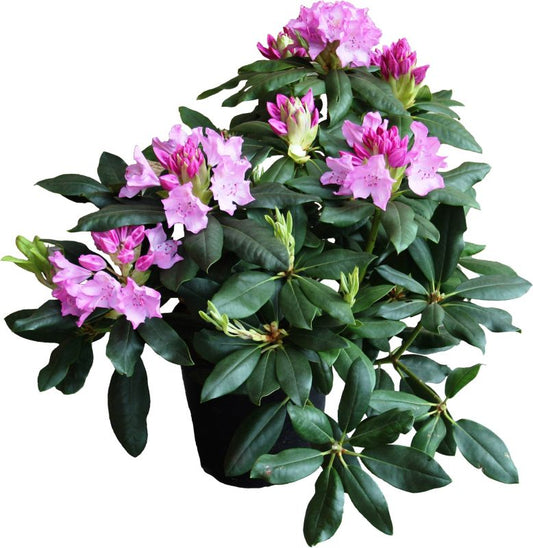 Rhododendron Verve pink 5 l