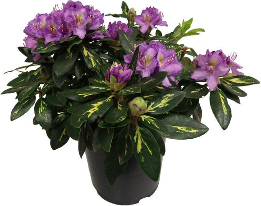 Rhododendron Variegata Verve 5 l