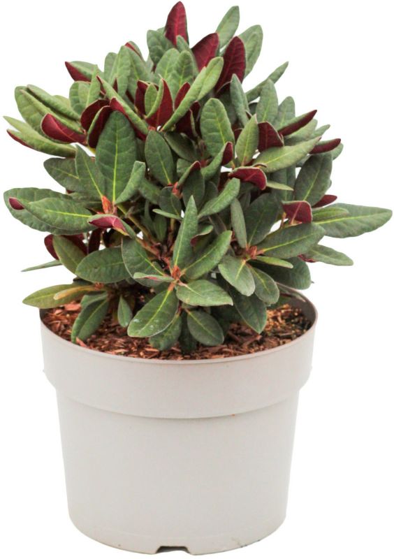 Rhododendron Wine and Roses Verve 7,5 l