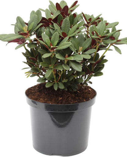 Rhododendron Wine and Roses Verve 7,5 l