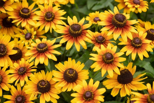 Rudbekia Big Smileyz Love Verve 3 l