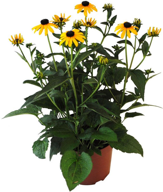 Rudbeckia strålende i potte D17