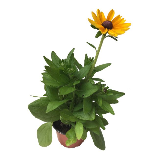 Rudbeckia i 14 cm potte