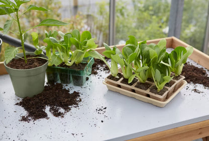 Såbakke 36x22,5 cm Natur 5-Pak