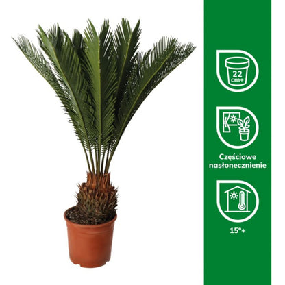 Sagopalme Cycas Revoluta 21 cm
