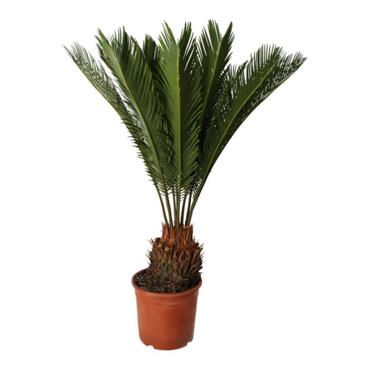 Sagopalme Cycas Revoluta 21 cm