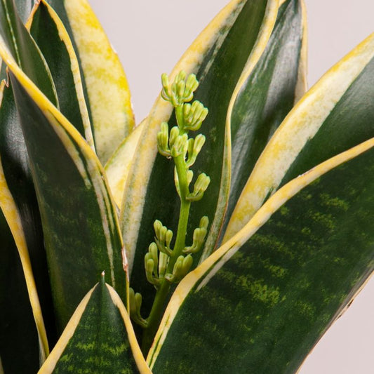 Sansevieria Superba Verve 12 cm