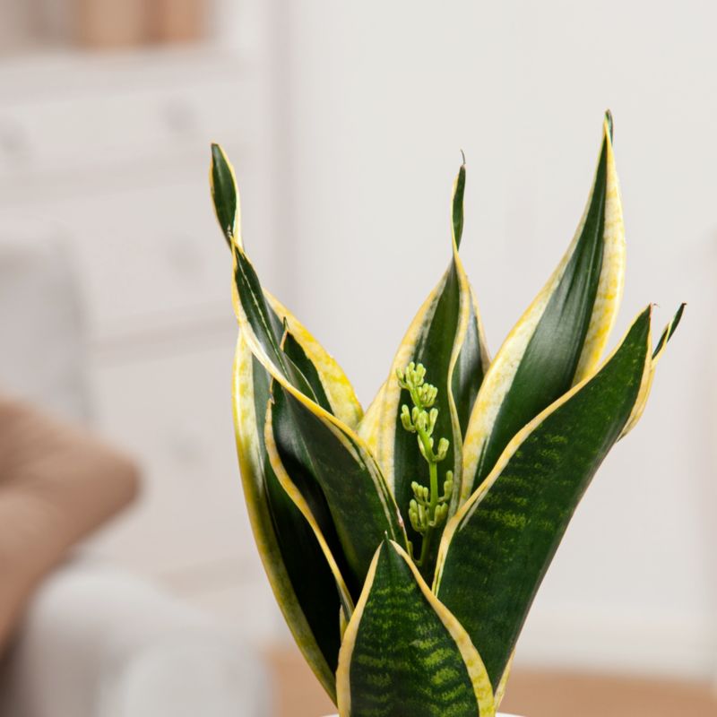Sansevieria Superba Verve 12 cm