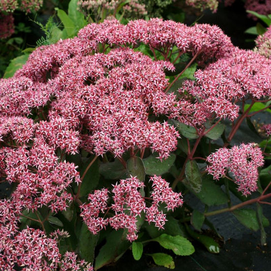 Sedum i potte 17 cm