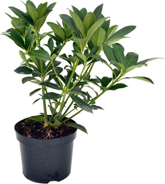 Skimia fragrant cloud Verve 3 l