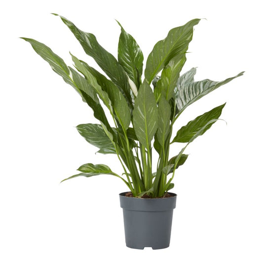 Variegated fredslilje 14 cm