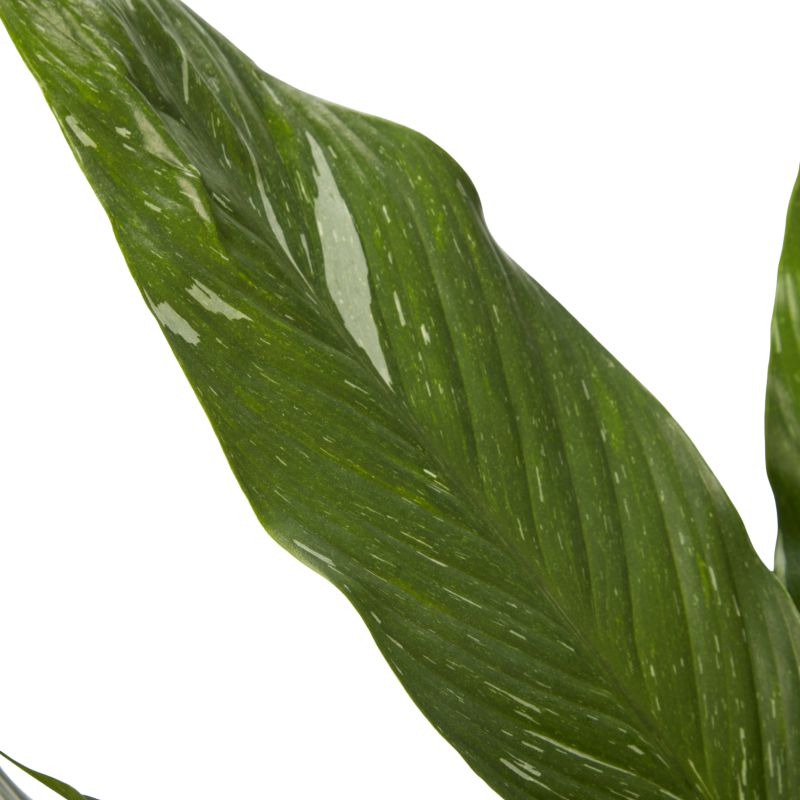 Variegated fredslilje 14 cm