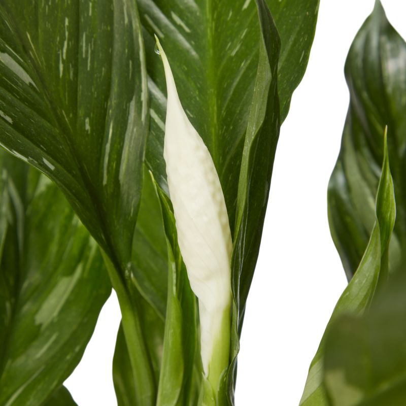 Variegated fredslilje 14 cm