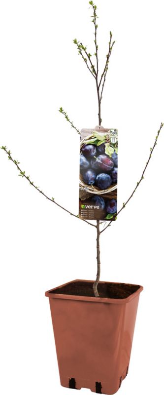 Verve husblomme i pot C10