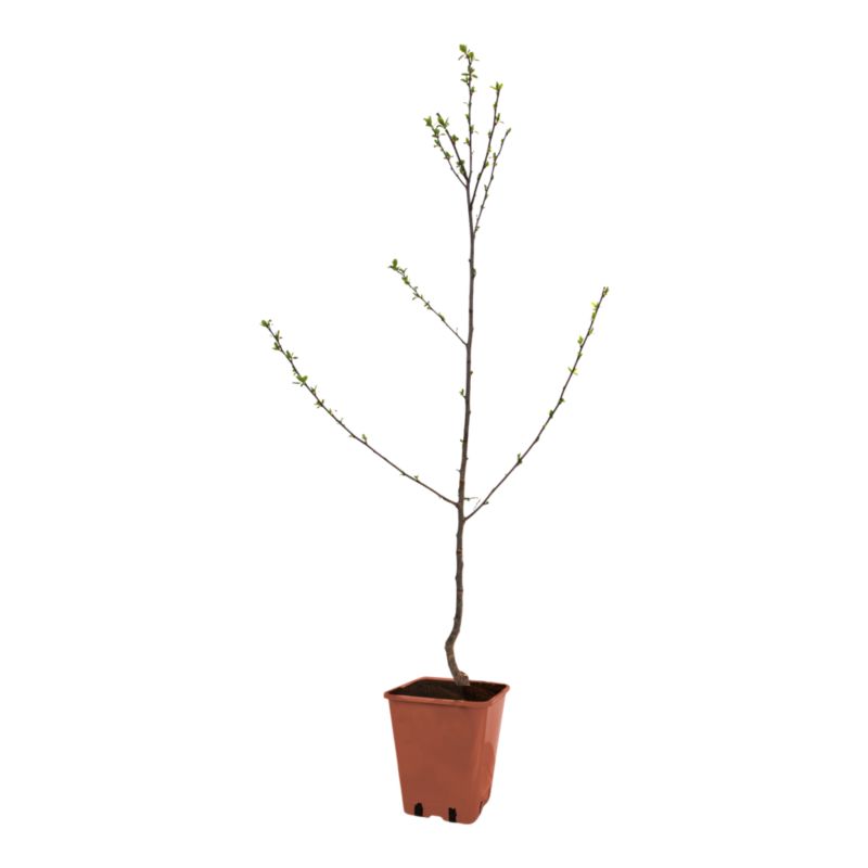 Verve husblomme i pot C5