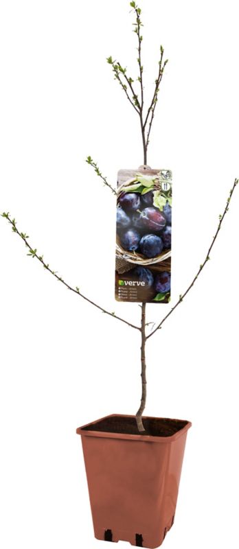 Verve husblomme i pot C5