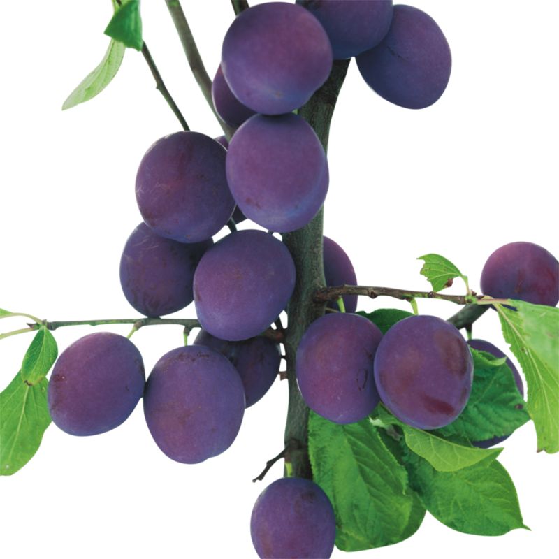Verve husblomme i pot C5