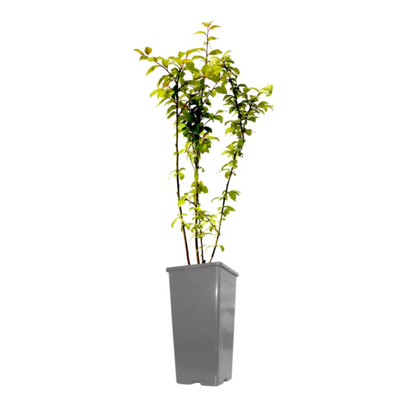 Mirabelleblomme Verve