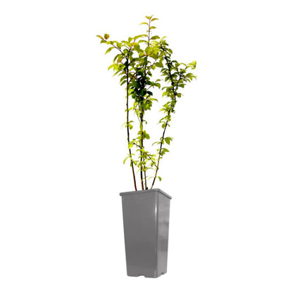 Mirabelleblomme Verve