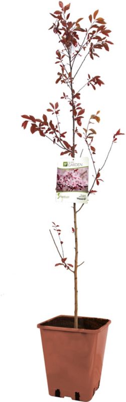 Pisardi blomme i min have C5