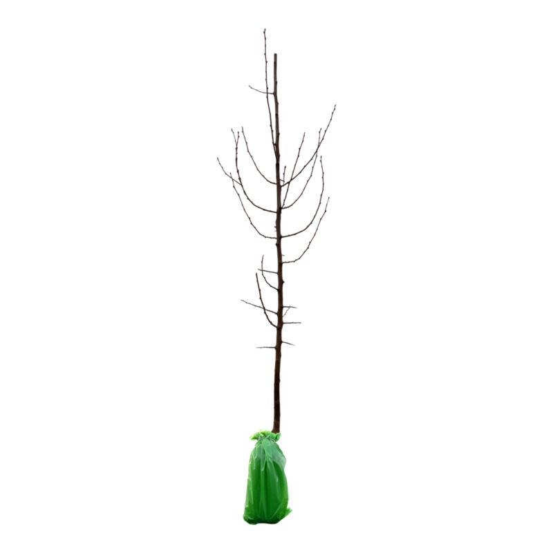 Verve 2-sorten blomme