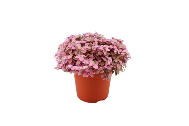 Smużyna Pink Lady 10,5 cm