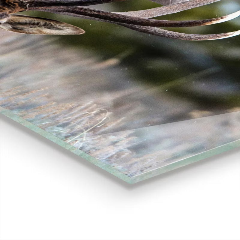 Stænkpanel Glas 125x50 cm Vild Natur