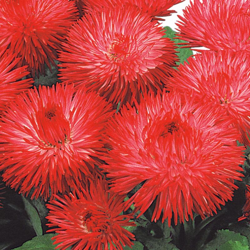 Stokrose 10,5 cm mix