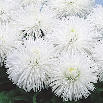 Stokrose 10,5 cm mix