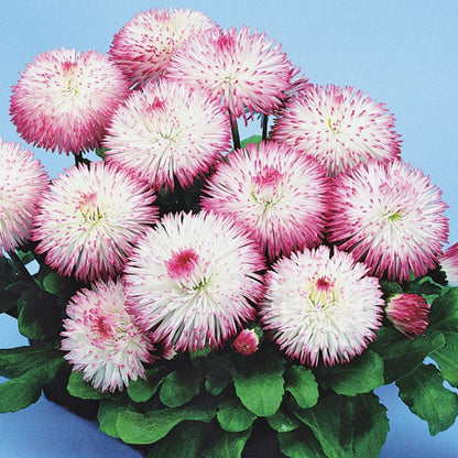 Stokrose 10,5 cm mix