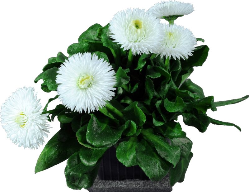 Stokrose 10,5 cm