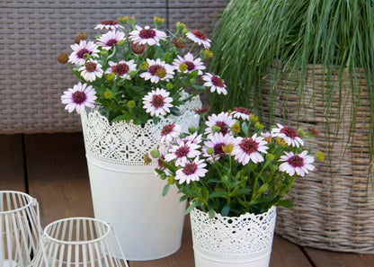 Afrikansk Verve-stokrose i potte 13 cm, højde 30 cm