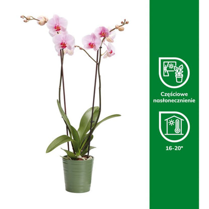 GoodHome dobbeltskuddet orkidé i 12 cm keramisk potte