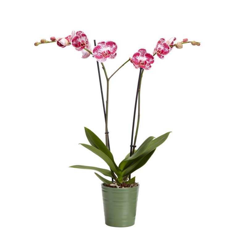 GoodHome dobbeltskuddet orkidé i 12 cm keramisk potte