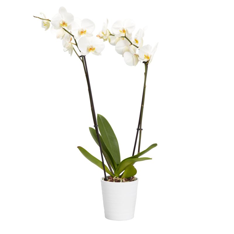 GoodHome dobbeltskuddet orkidé i 12 cm keramisk potte