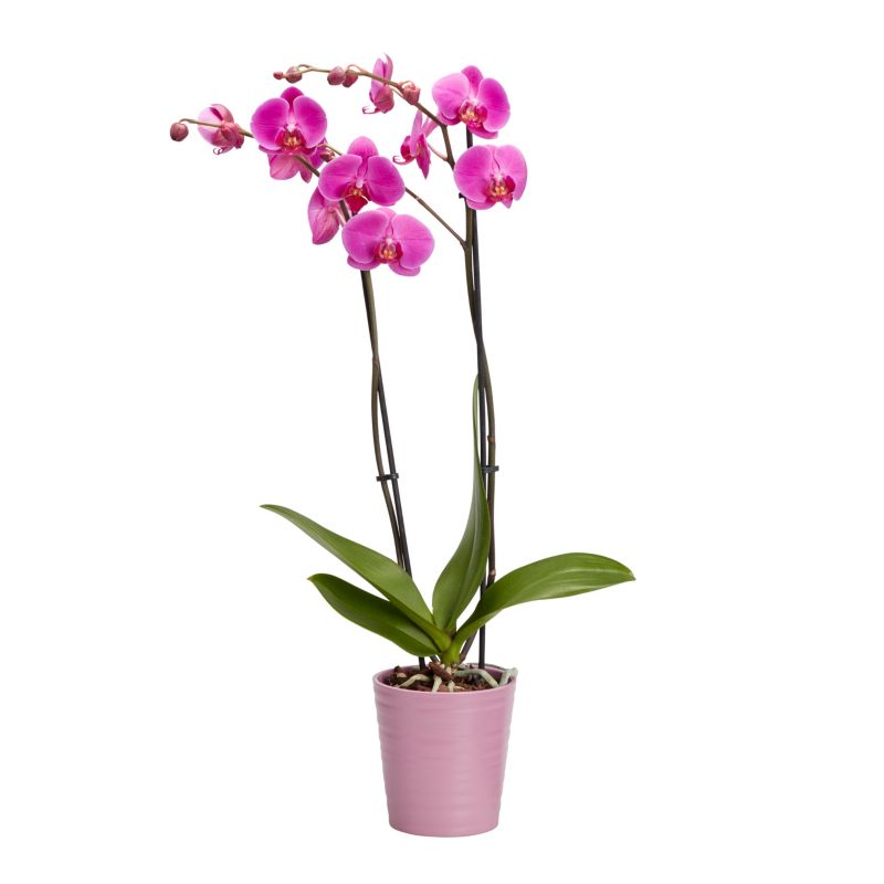 GoodHome dobbeltskuddet orkidé i 12 cm keramisk potte