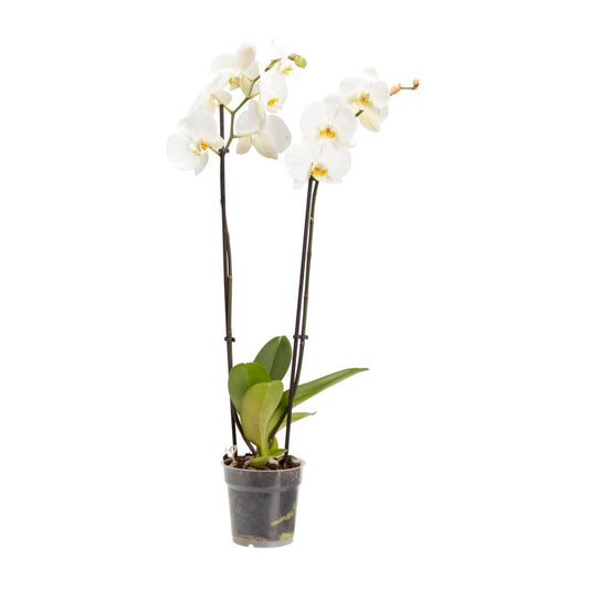 GoodHome dobbeltskuddet orkidé 12 cm