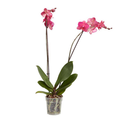 GoodHome dobbeltskuddet orkidé 12 cm