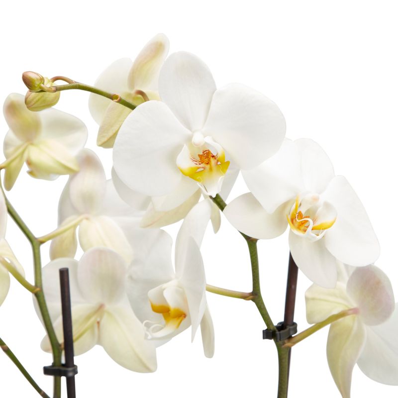 GoodHome dobbeltskuddet orkidé 12 cm