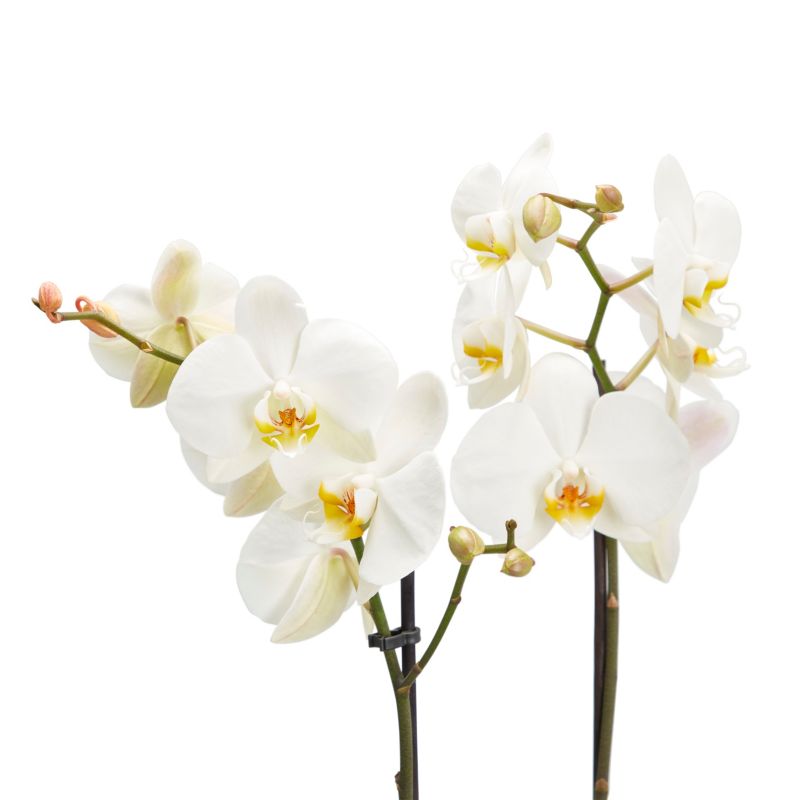 GoodHome dobbeltskuddet orkidé 12 cm