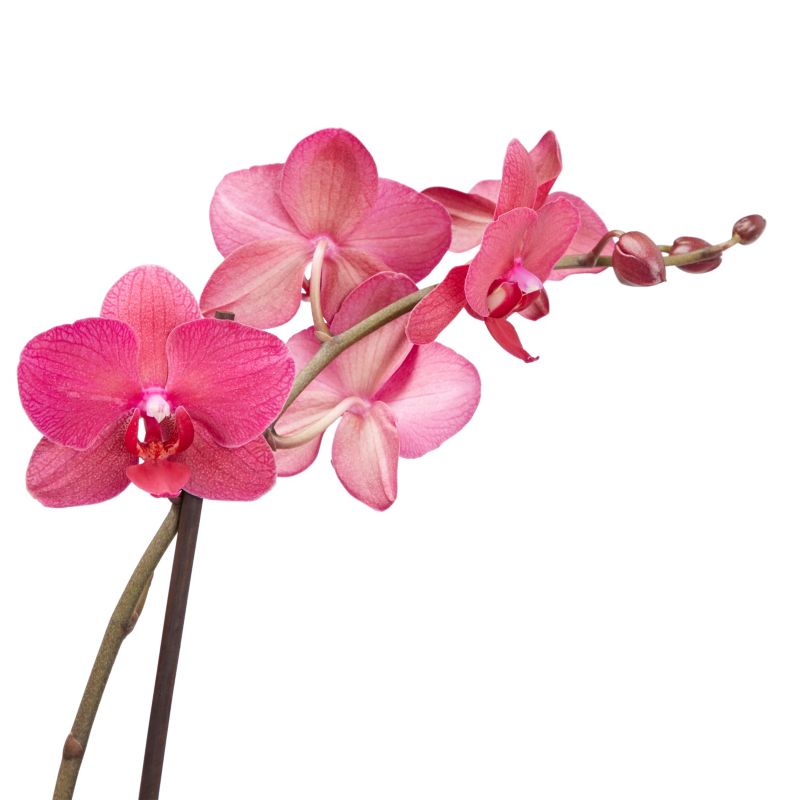 GoodHome dobbeltskuddet orkidé 12 cm