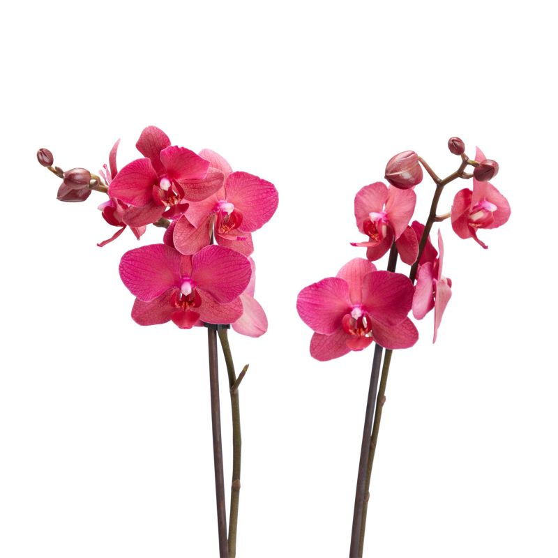 GoodHome dobbeltskuddet orkidé 12 cm