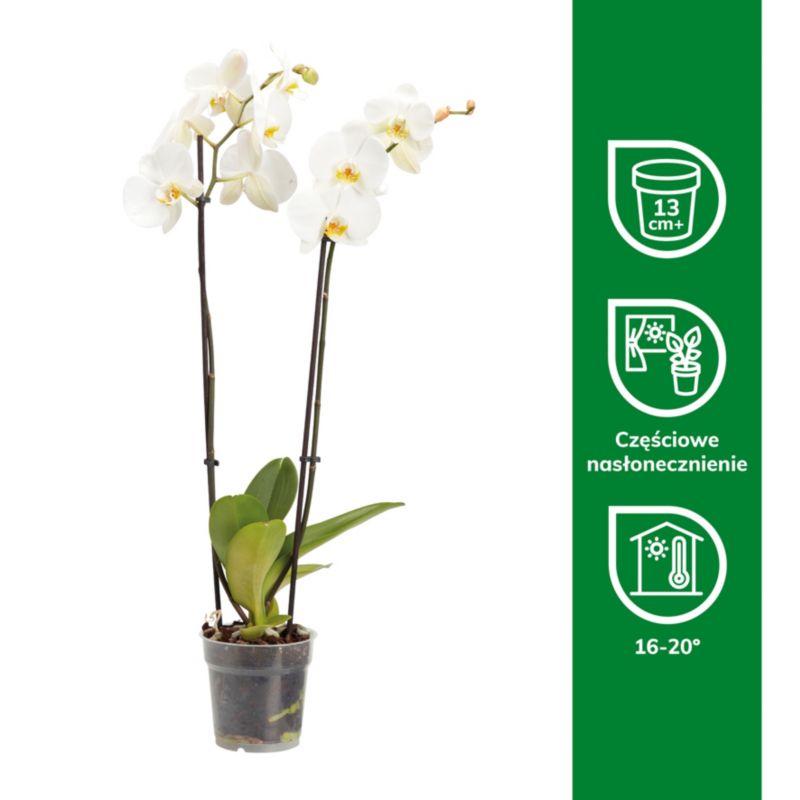 GoodHome dobbeltskuddet orkidé 12 cm