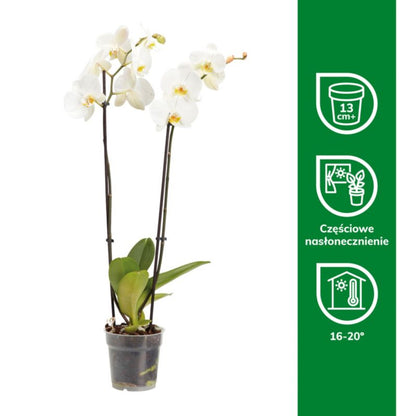 GoodHome dobbeltskuddet orkidé 12 cm