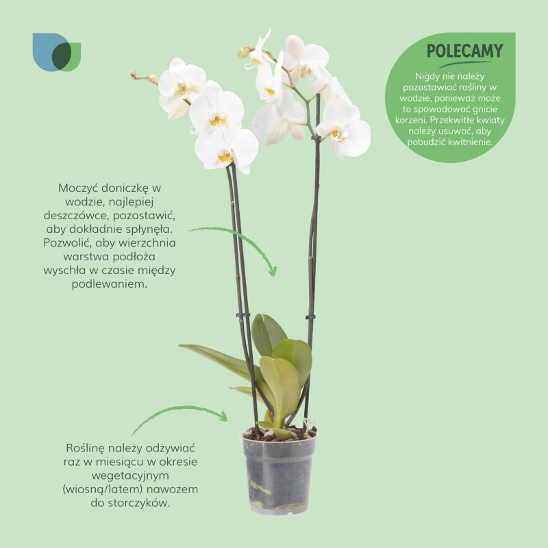 GoodHome dobbeltskuddet orkidé 12 cm