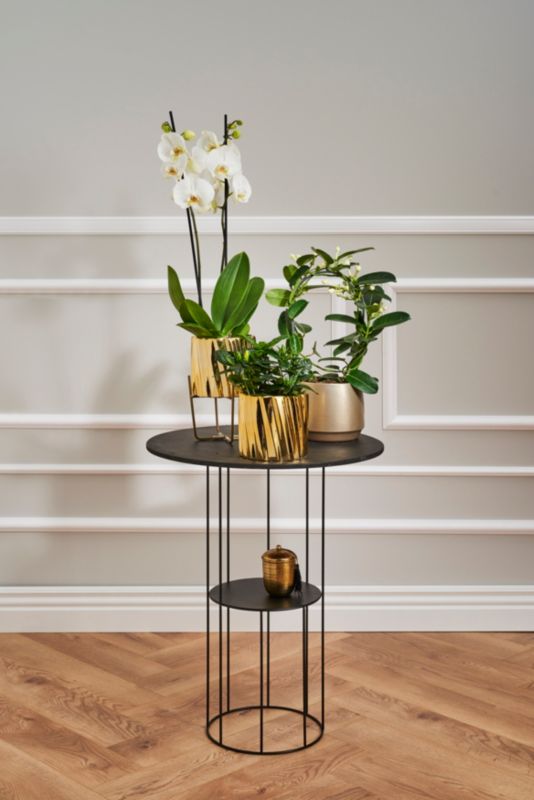 GoodHome dobbeltskuddet orkidé 12 cm