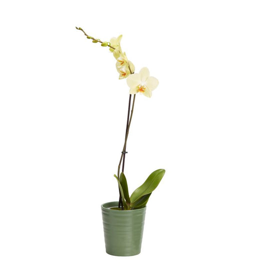 GoodHome enstammet orkidé i 12 cm keramisk potte