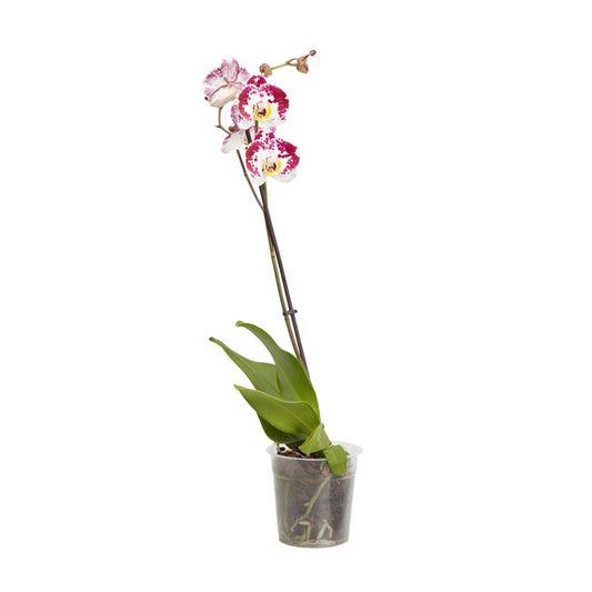 GoodHome enstammet orkidé 12 cm