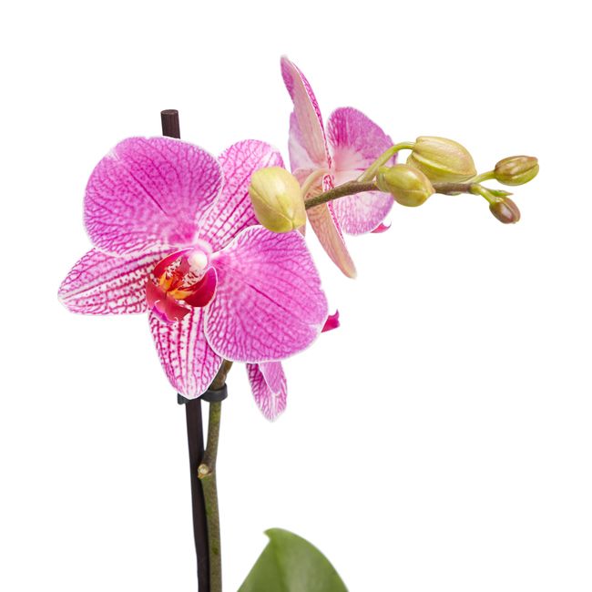 GoodHome enstammet orkidé 12 cm